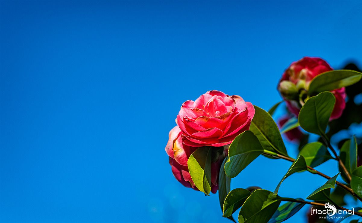 flora
