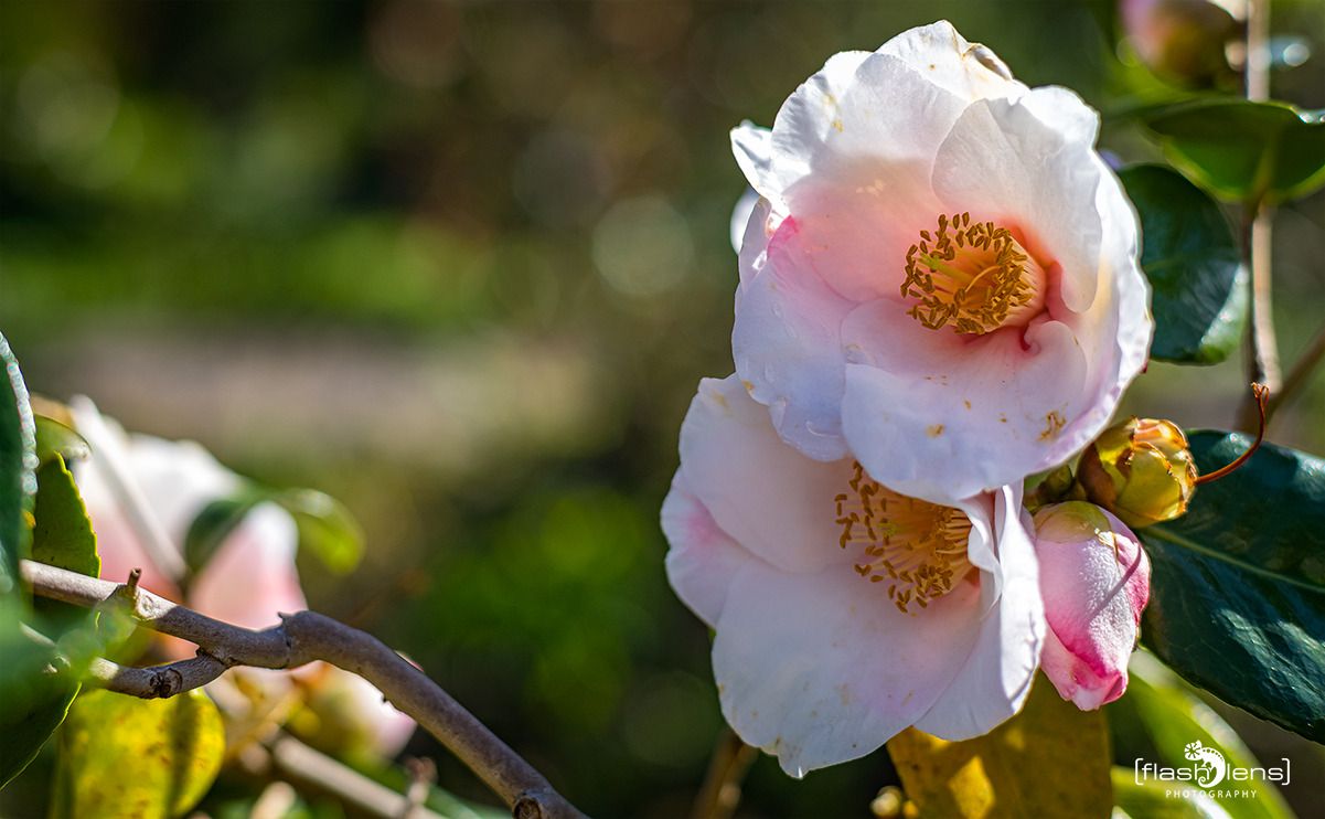 flora