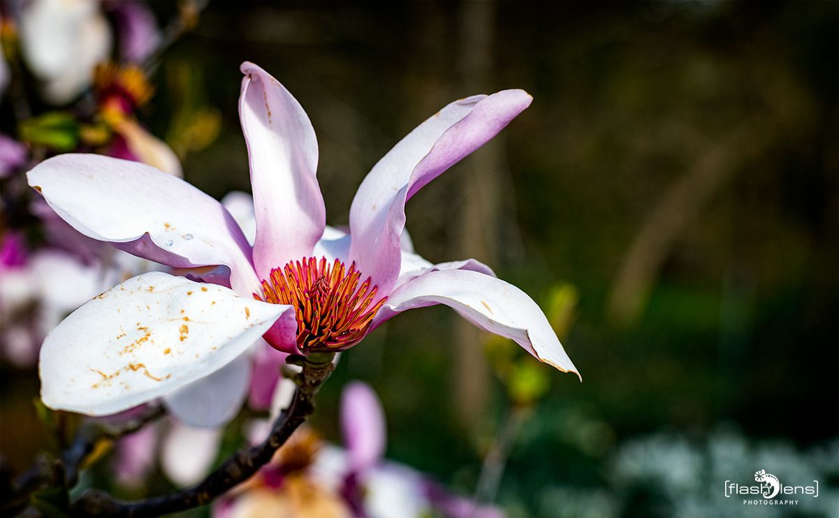 flora
