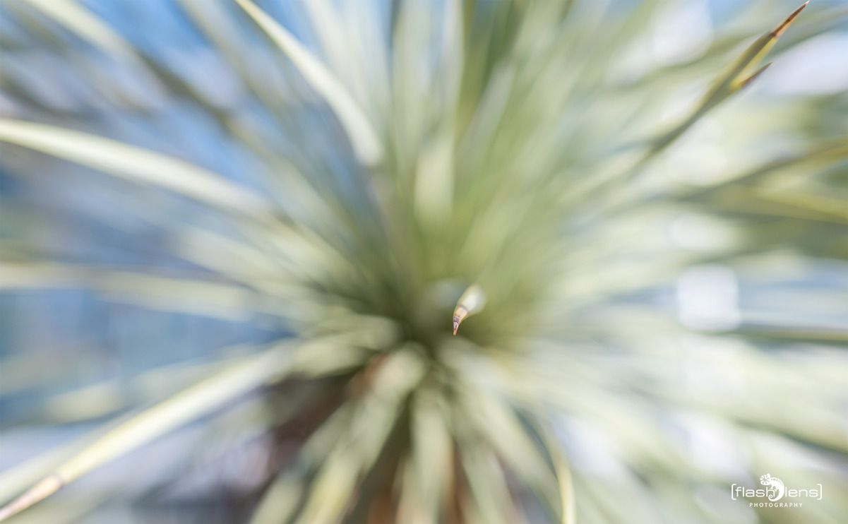 flora