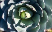 flora