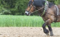 lvr lindlar tiere