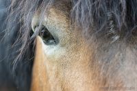 lvr lindlar tiere