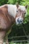 lvr lindlar tiere