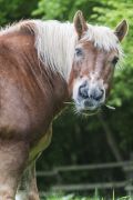 lvr lindlar tiere