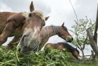 lvr lindlar tiere