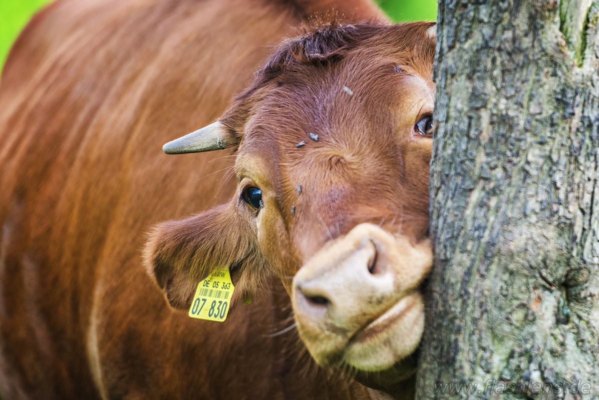 lvr lindlar tiere