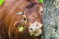 lvr lindlar tiere