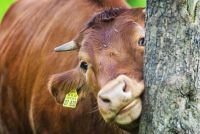 lvr lindlar tiere