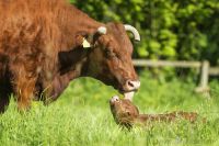 lvr lindlar tiere