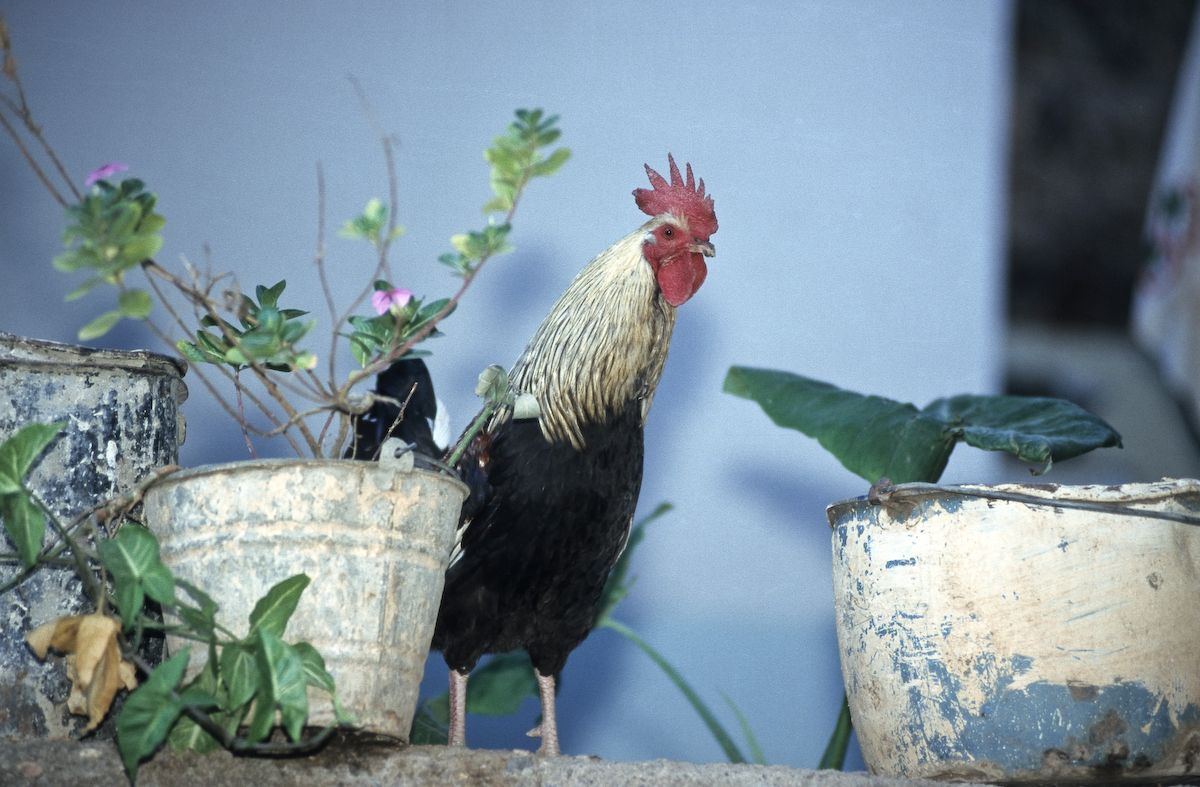 mexiko 1999