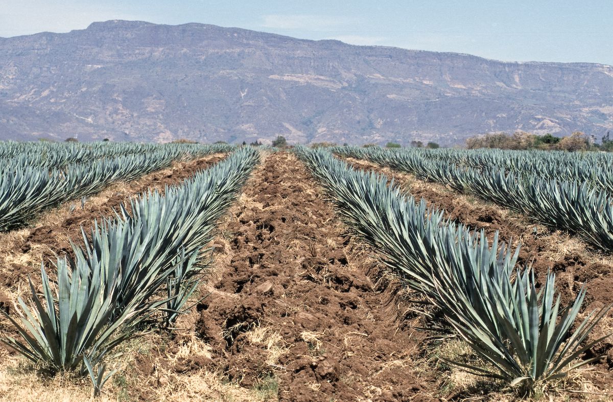 mexiko 1999