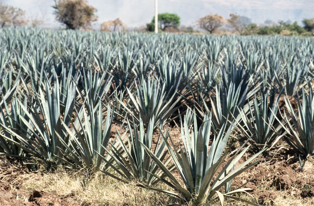 mexiko 1999