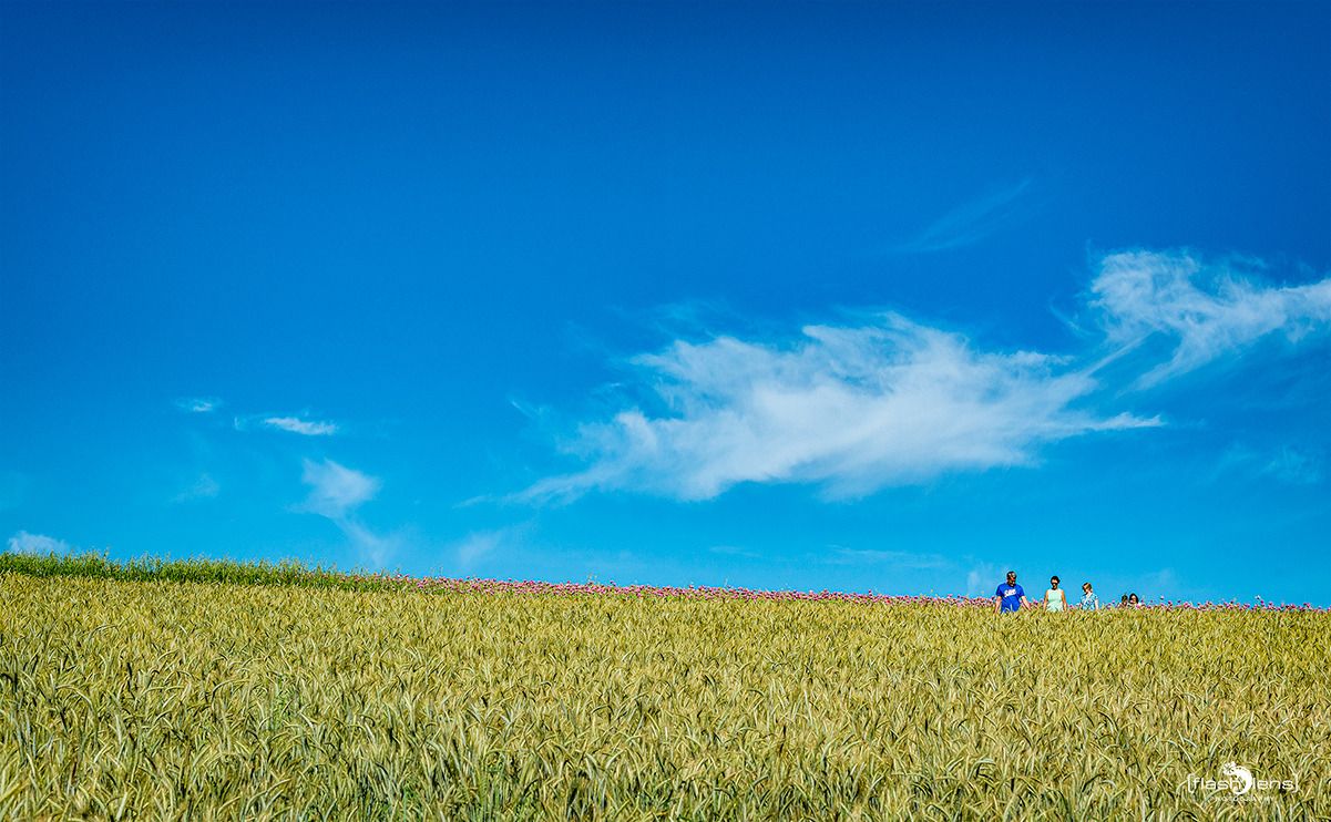 mohnfbluete germerode