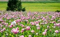 mohnfbluete germerode