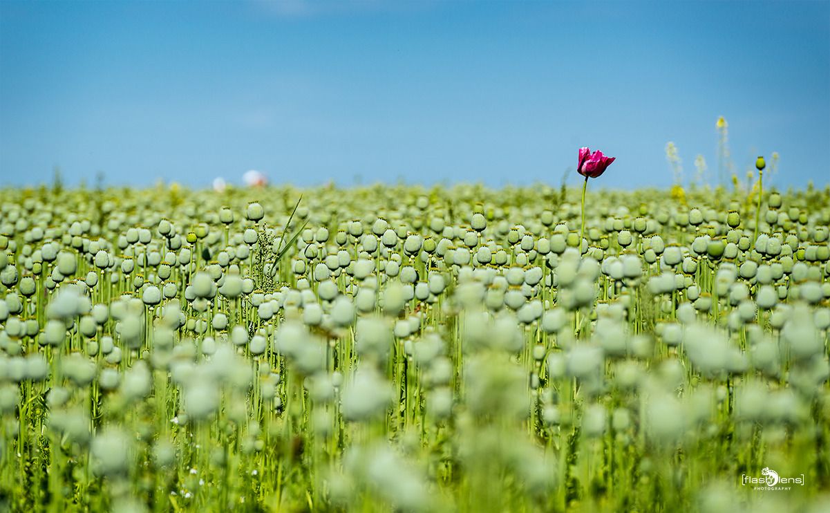 mohnfbluete germerode