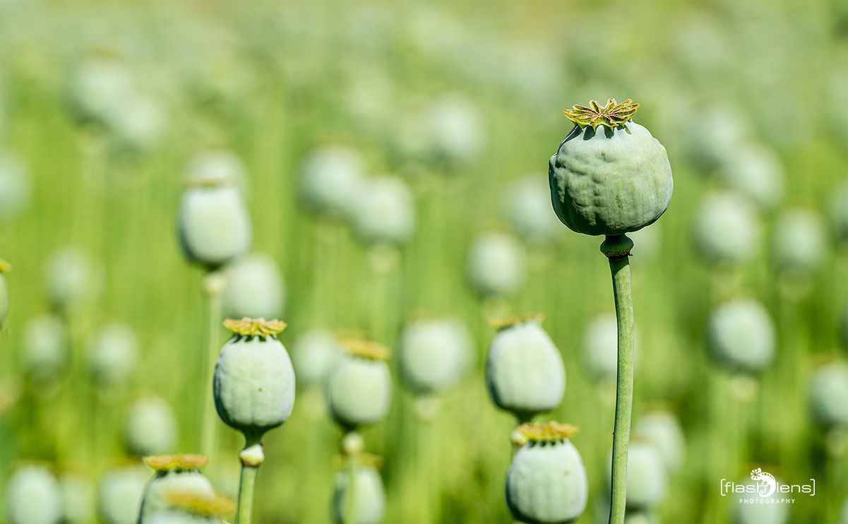 mohnfbluete germerode