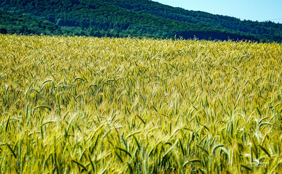 mohnbluete