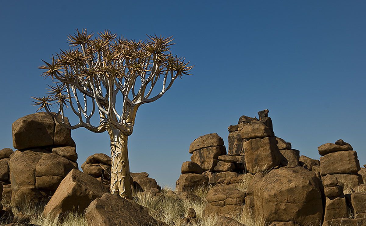 04 quivertree forest