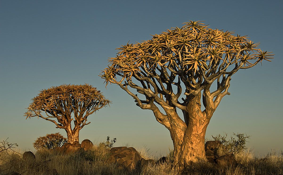 04 quivertree forest