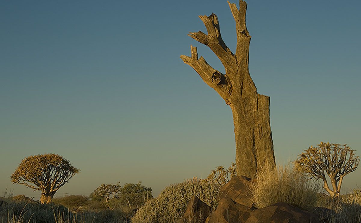 04 quivertree forest