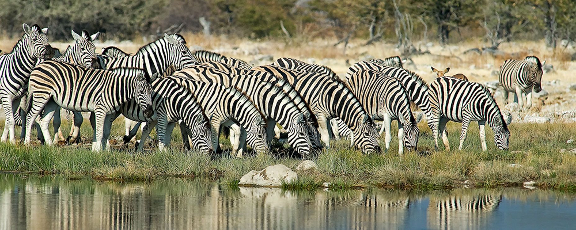 13 etosha