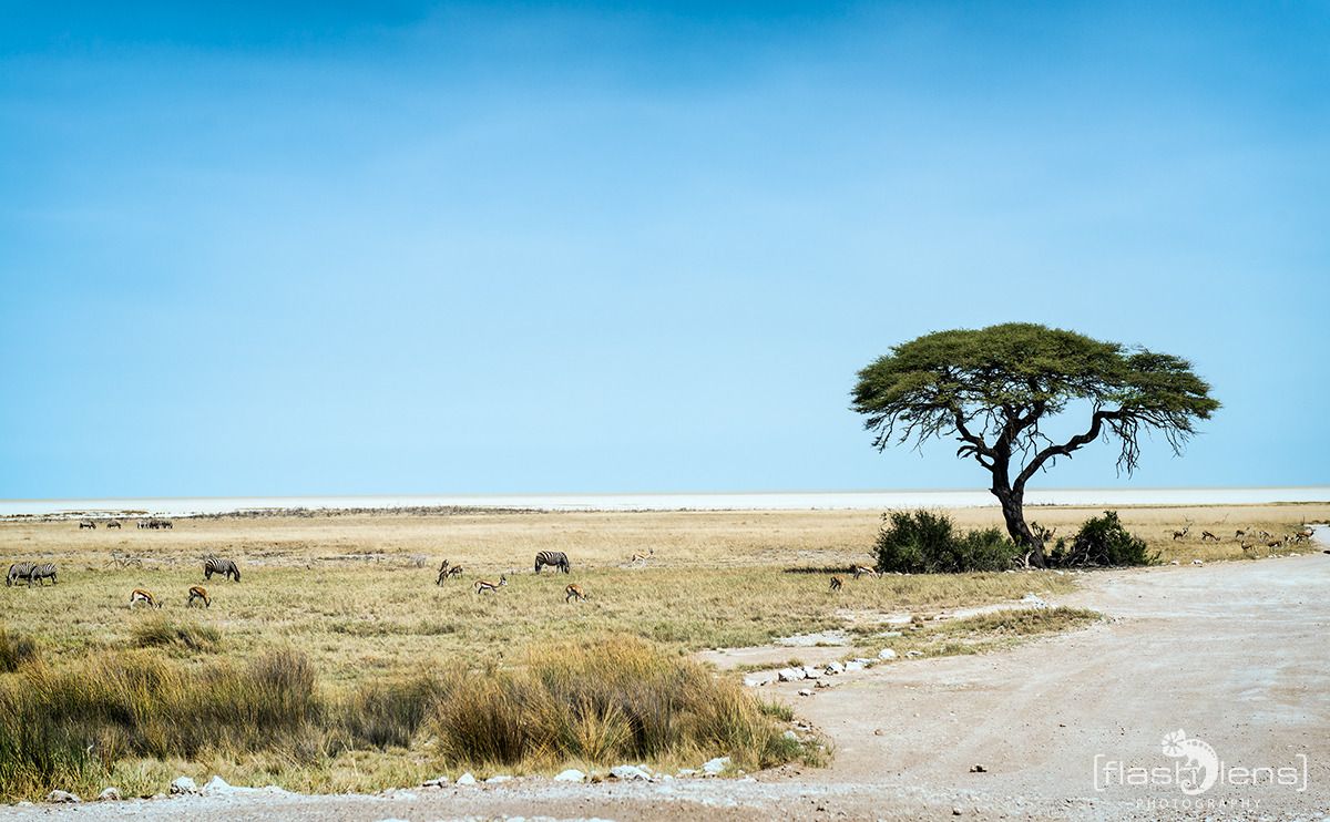 06 etosha
