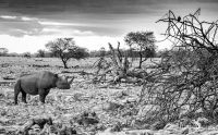 06 etosha