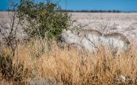 06 etosha