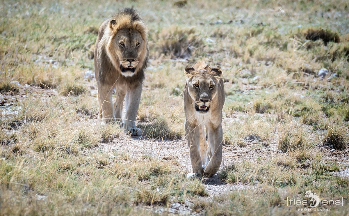 06 etosha
