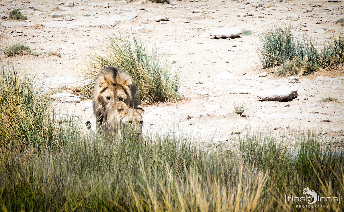 06 etosha