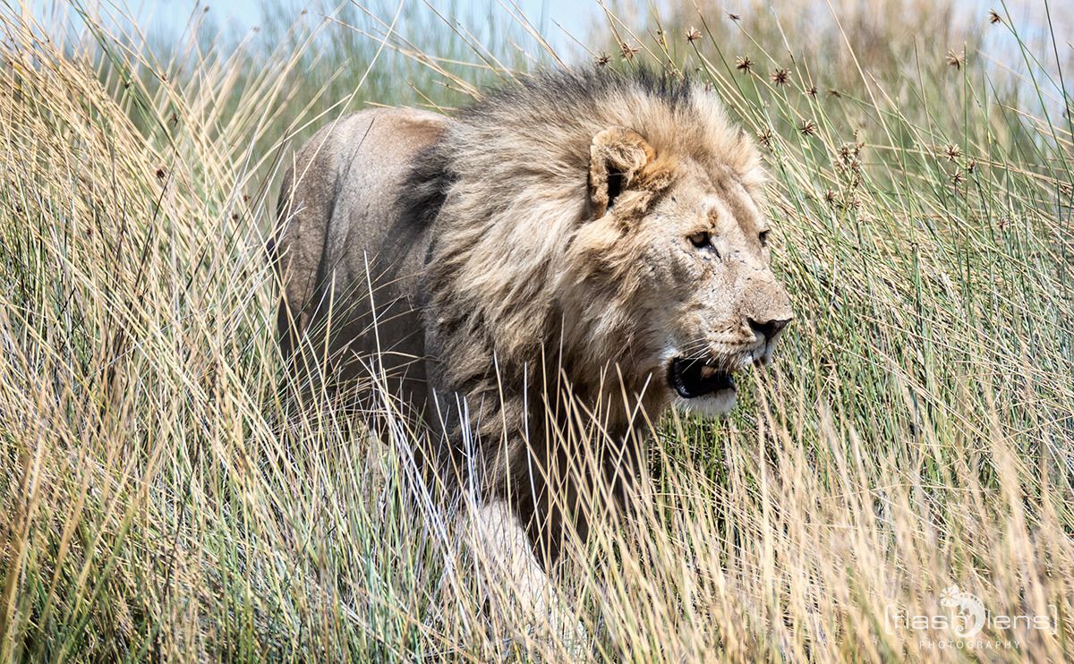 06 etosha