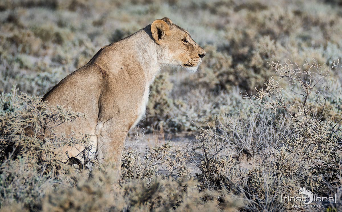 06 etosha