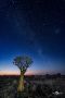 04 quivertree 04 quivertree