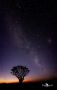 04 quivertree 04 quivertree