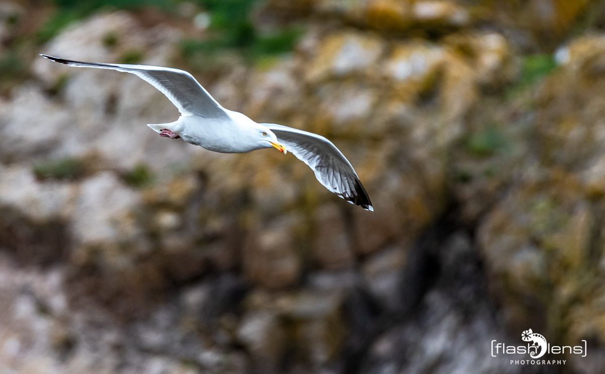 0051 puffin cove