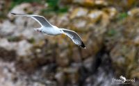 0051 puffin cove