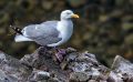 0051 puffin cove