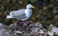 0051 puffin cove