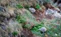 0051 puffin cove