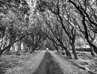 0053 castle of mey