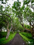 0053 castle of mey