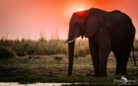 03 chobe riverfront