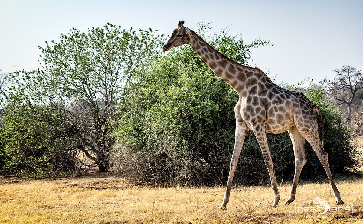 03 chobe riverfront