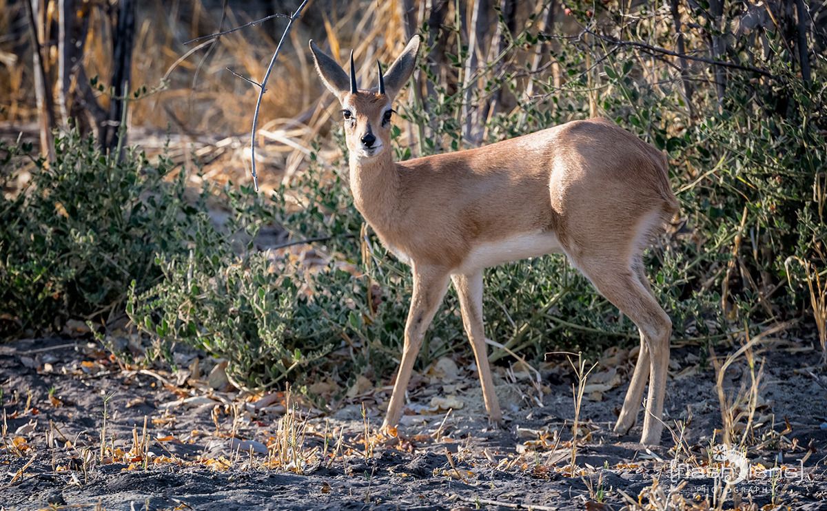 03 chobe riverfront