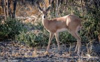 03 chobe riverfront