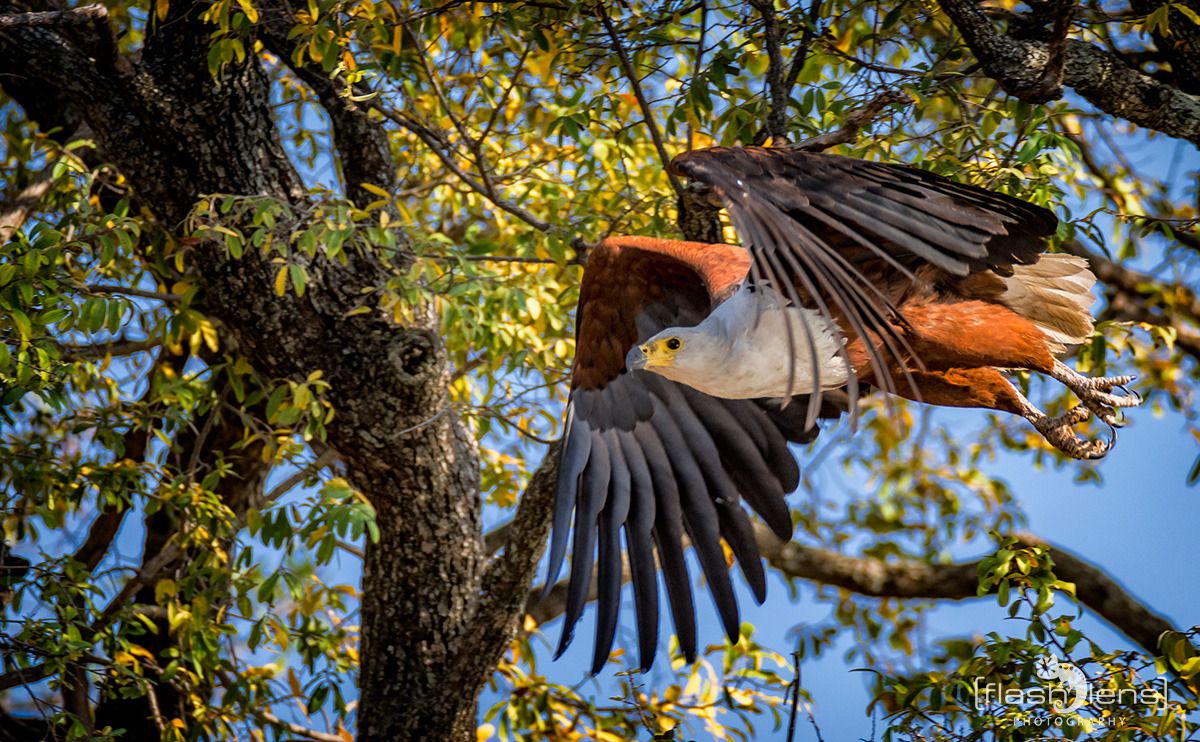 03 chobe riverfront