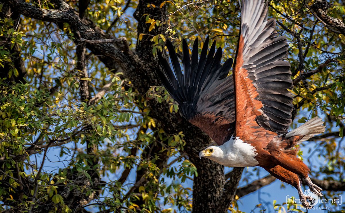 03 chobe riverfront