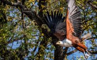 03 chobe riverfront