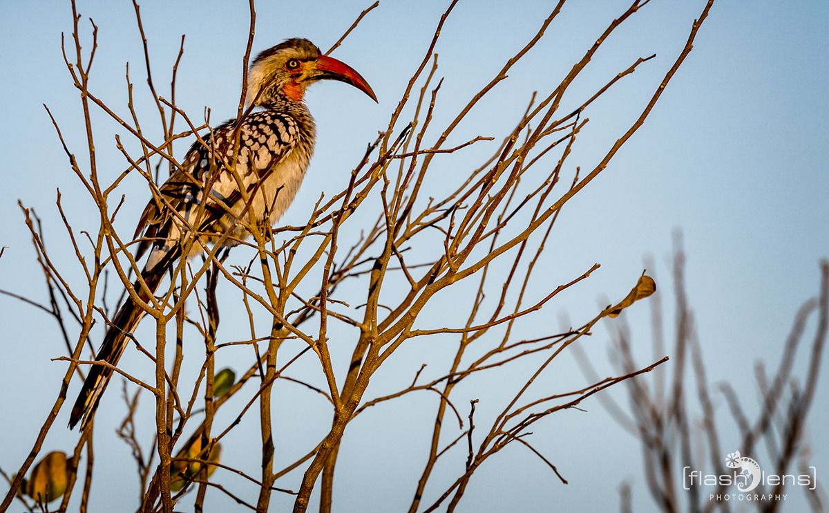 03 chobe riverfront